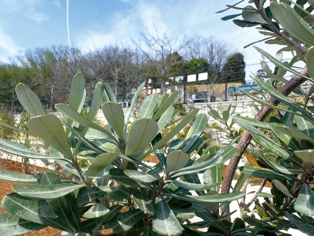 日当たりの良い植物
