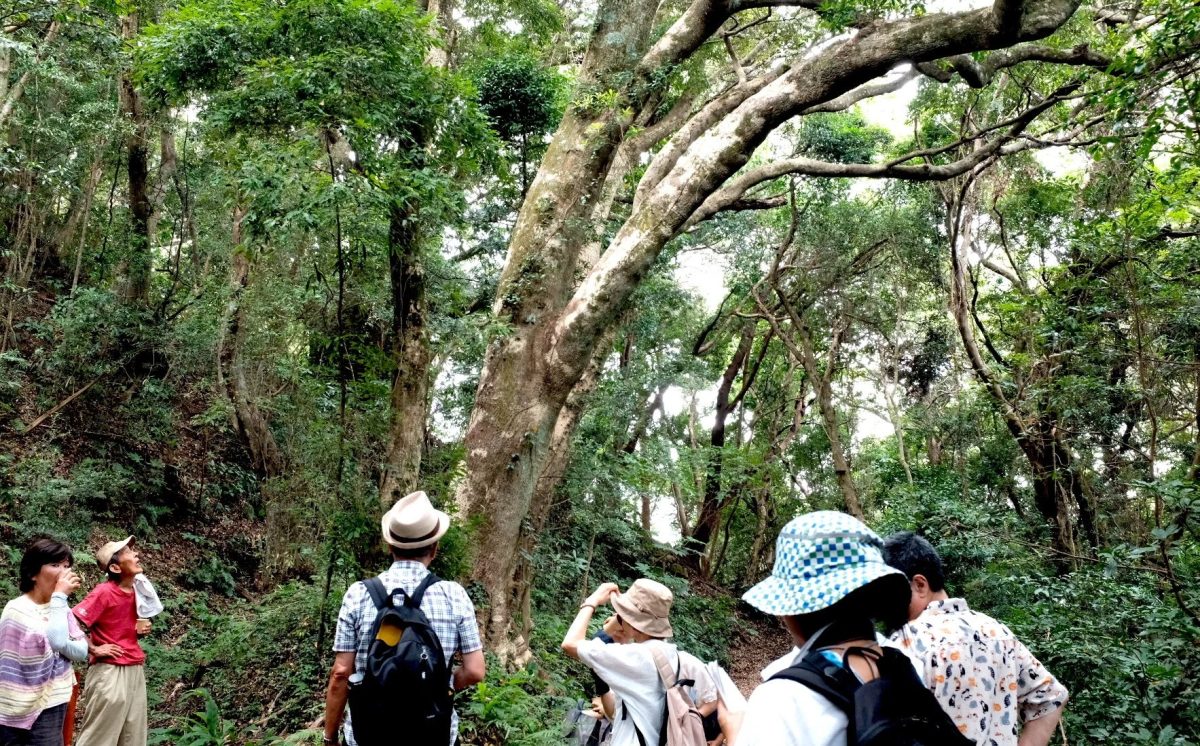 鬱蒼とした緑豊かな森の中を散策する人々