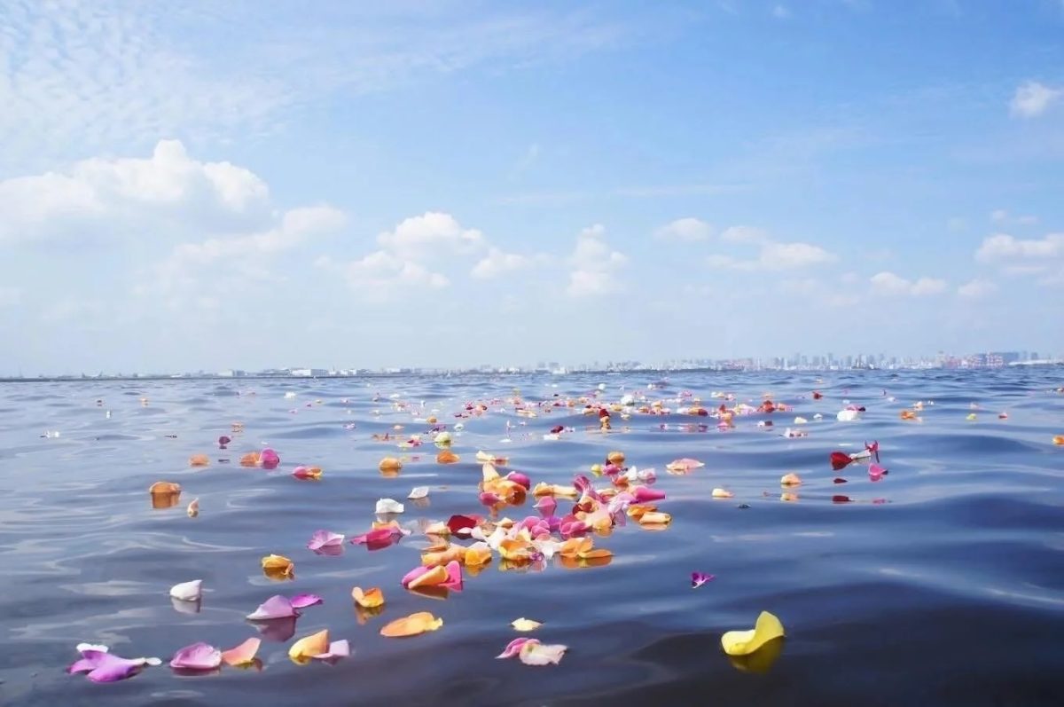 花びら,水面,青空,雲,穏やか,自然,遠景,街並み,美しい,平和