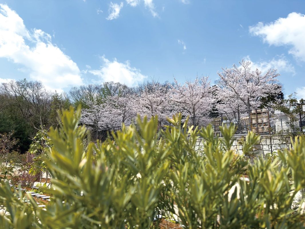 満開の桜並木