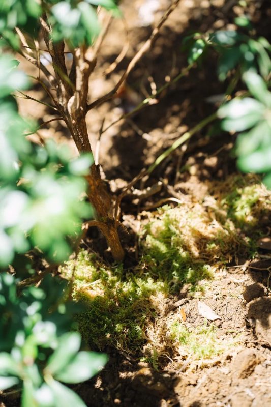 日光が差し込む屋外の風景。土の上に鮮やかな緑色の苔が生い茂り、その奥には細い木の幹が見える。手前の葉はぼかされており、自然の奥行きを感じさせる。