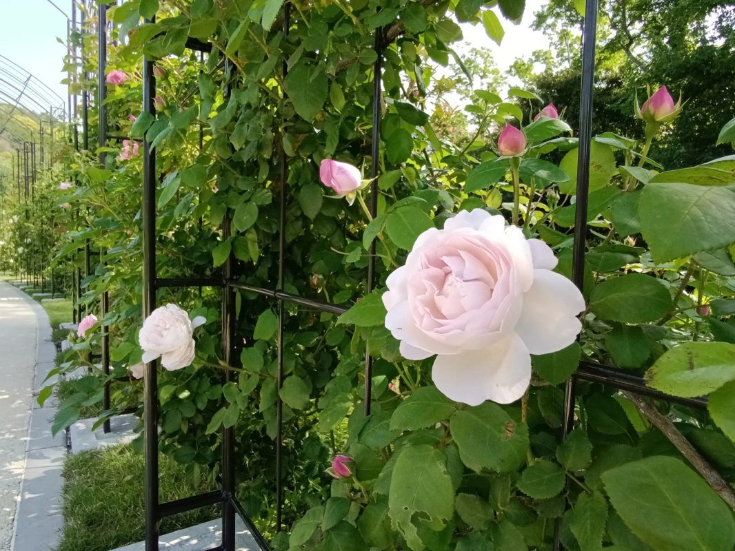 ピンクのつるバラが咲く庭園
