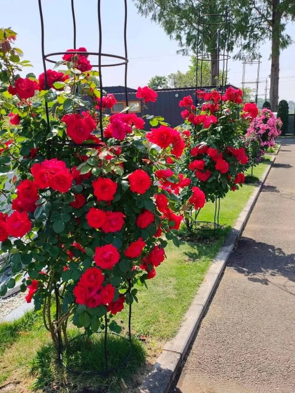 赤いバラが咲き誇る庭園
