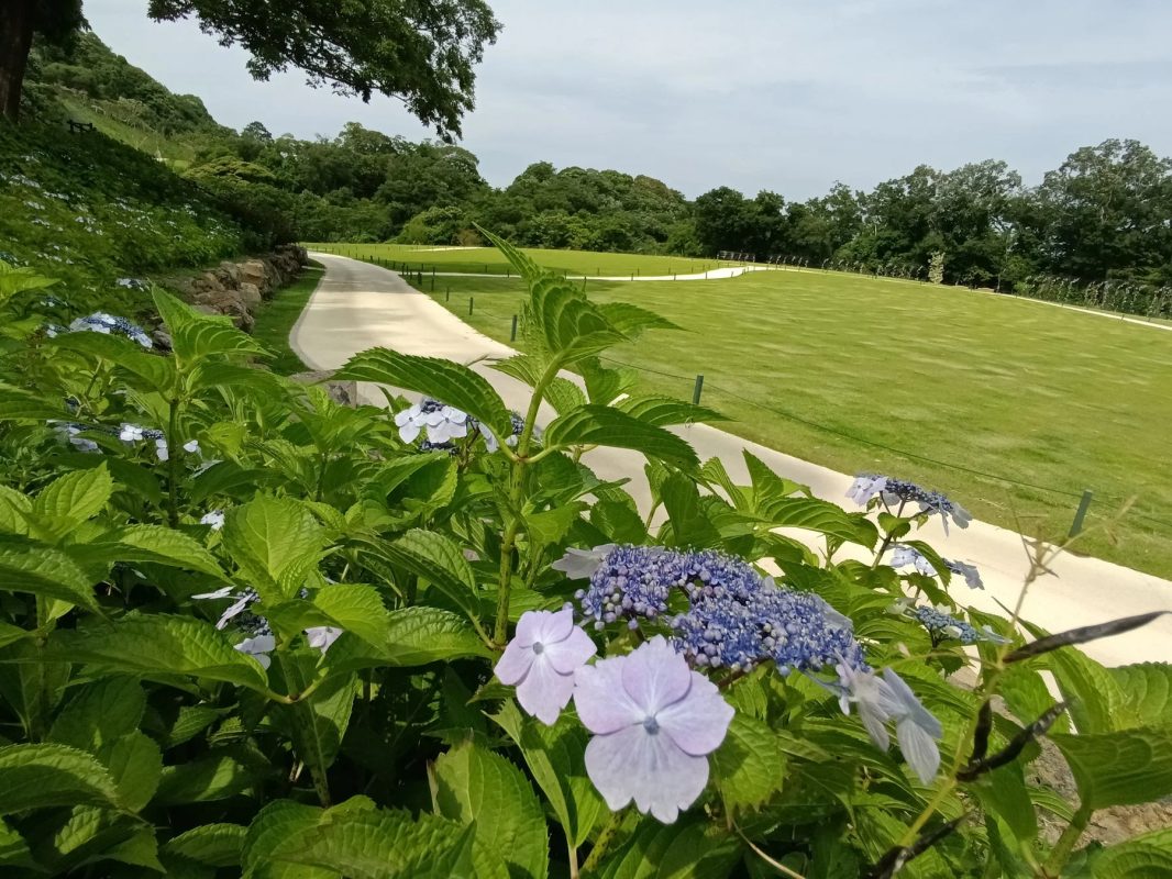 紫陽花と緑豊かな景色