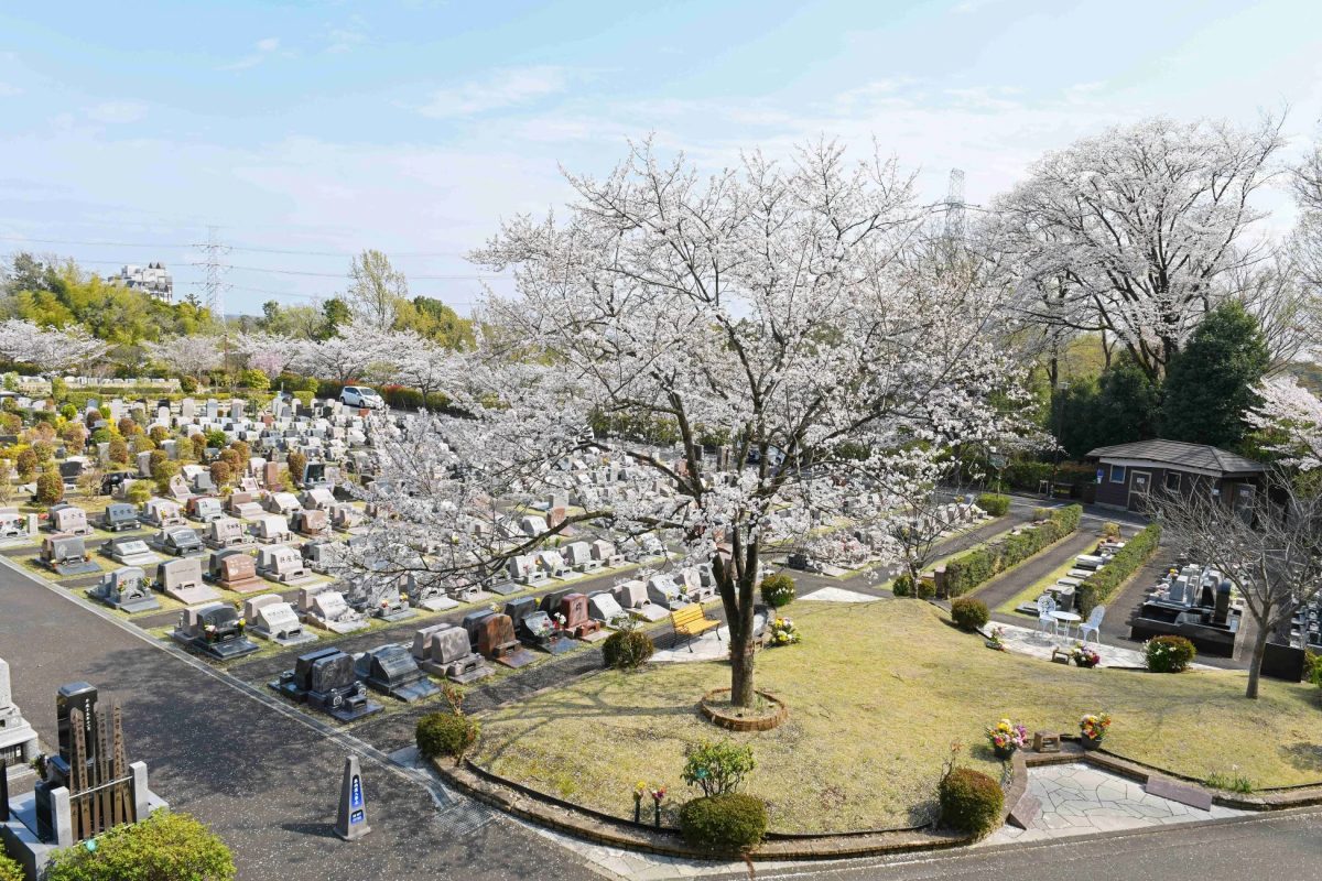 桜が満開の広大な墓地